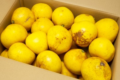 【B品】 サワーポメロ 8kg 自然農法 (鹿児島県 かんとりぃぱぁく) 産地直送