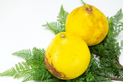 【B品】 サワーポメロ 8kg 自然農法 (鹿児島県 かんとりぃぱぁく) 産地直送