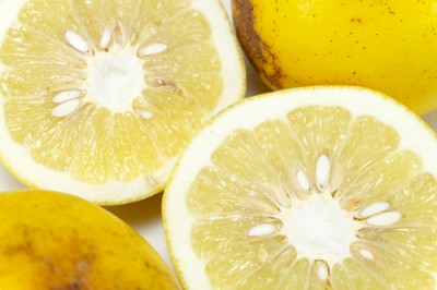 【B品】 サワーポメロ 8kg 自然農法 (鹿児島県 かんとりぃぱぁく) 産地直送