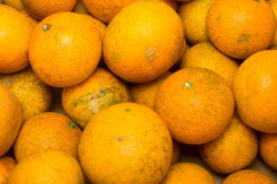 【セール・B品】 清見オレンジ 5kg 自然農法 (愛媛県 風車の街佐田岬の会) 無施肥栽培 みかん 産地直送