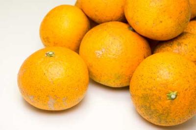 【セール・B品】 清見オレンジ 5kg 自然農法 (愛媛県 風車の街佐田岬の会) 無施肥栽培 みかん 産地直送