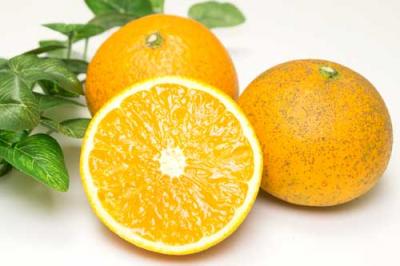 【セール・B品】 清見オレンジ 5kg 自然農法 (愛媛県 風車の街佐田岬の会) 無施肥栽培 みかん 産地直送