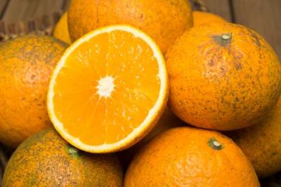 【セール・B品】 清見オレンジ 5kg 自然農法 (愛媛県 風車の街佐田岬の会) 無施肥栽培 みかん 産地直送