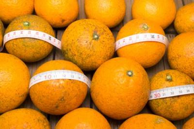 【セール・B品】 清見オレンジ 5kg 自然農法 (愛媛県 風車の街佐田岬の会) 無施肥栽培 みかん 産地直送