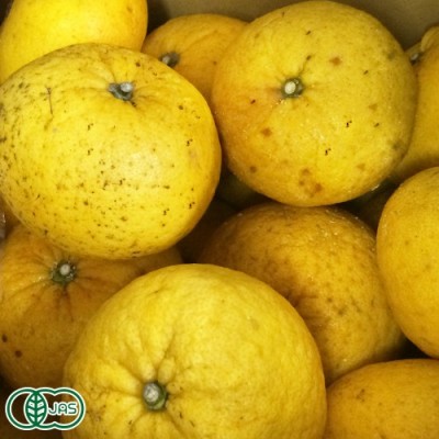 【B品】甘夏 4kg 有機JAS (佐賀県 佐藤農場株式会社) みかん 産地直送