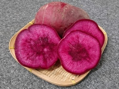 有機 赤大根 約5kg 有機JAS (青森県 あおぞら農園) 産地直送