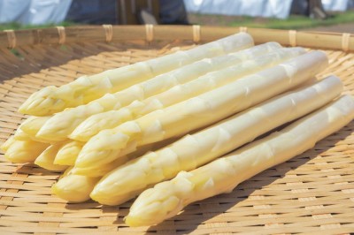 【予約・クール便】ホワイトアスパラガス「カルデラの貴婦人」 3Lサイズ 1kg化粧箱 有機JAS (北海道 滝本農場) 産地直送