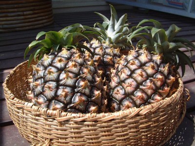 ピーチパイン 4玉(3kg以上) 特別栽培 (沖縄県 平安名農園) パイナップル