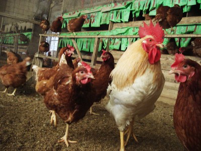 令和4年度産コシヒカリ白米5kg・平飼い有精卵40個・特製だし醤油150mlセット 自然農法米 (広島県 はやしなちゅらるふぁーむ) 産地直送