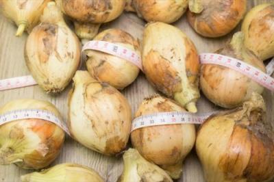 【サイズ混合】 無肥料栽培 新玉ねぎ 10kg 自然農法 (兵庫県淡路島 花岡農恵園) 産地直送