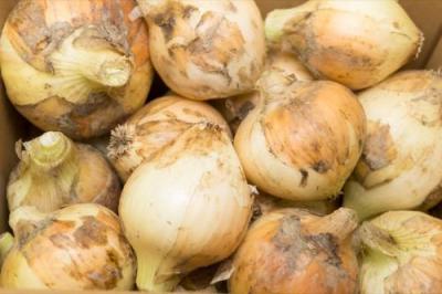 【サイズ混合】 無肥料栽培 新玉ねぎ 10kg 自然農法 (兵庫県淡路島 花岡農恵園) 産地直送