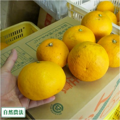 【加工用】 甘夏 10kg×2箱 自然農法 (広島県 道谷農園) 産地直送