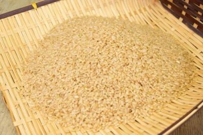 【令和4年度産・ポイント5倍】合鴨農法 花岡さんのお米(キヌ) 玄米10kg 自然農法 (兵庫県淡路島 花岡農恵園) 産地直送