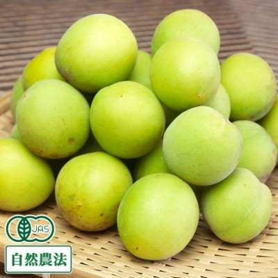 【ポイント3倍・予約商品】 梅酒用梅セット 10kg 有機JAS 自然農法 (神奈川県小田原 自然園いしわた農場) 産地直送
