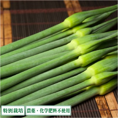 【予約・期間限定販売】 無臭にんにくの芽 500g 県特別栽培 (青森県 須藤農園)産地直送