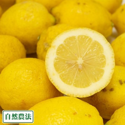 【予約商品】【A・B混合】 有機 レモン 10kg 自然農法 (神奈川県 小田原有機農法研究会) 産地直送