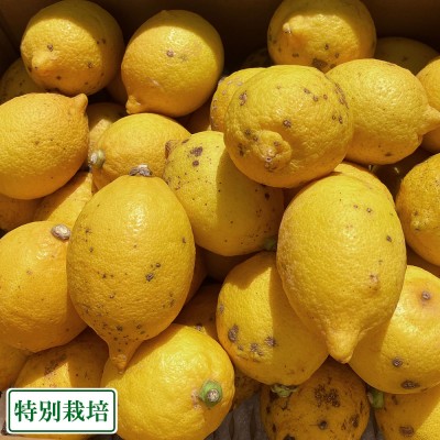 【ポイント3倍・クール便・小玉 訳あり】レモン(リスボン) 3kg 県特別栽培 (熊本県 オレンジヒルズ) 産地直送