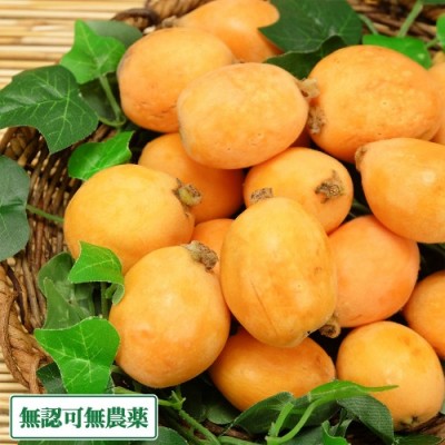 【予約商品】 びわ 4パック(約1.6kg) 無認可無農薬 (山口県 岡本農園) 産地直送