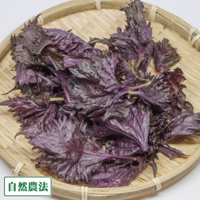【予約・クール冷蔵便】赤しそ 枝付き 約4.2kg 自然農法 (青森県 アグリメイト南郷) 産地直送