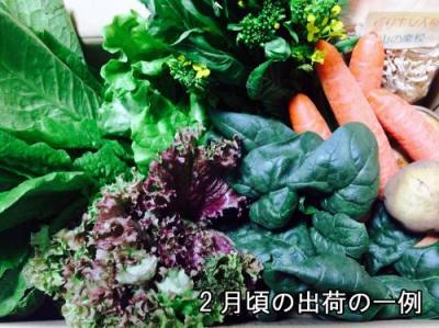 【クール便】アグリパックC(青森　アグリメイト南郷)自然農法　無農薬野菜詰め合わせパック・送料無料・産地直送