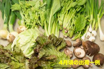 江見さん家の野菜BOX 自然農法 有機JAS (岡山県 江見農園) 産地直送