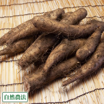 【訳あり】長芋 10kg 自然農法 (青森県 十和田生産組合) 産地直送