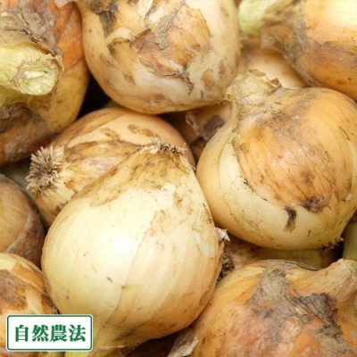 【サイズ混合】 無肥料栽培 新玉ねぎ 3kg 自然農法 (兵庫県淡路島 花岡農恵園) 産地直送