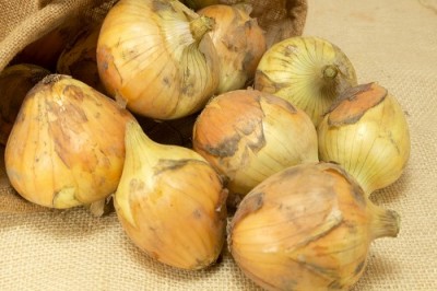 【サイズ混合】有機 早生玉ねぎ 5kg 有機JAS (山口県 めぐみ農園) 産地直送