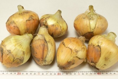 【サイズ混合】有機 早生玉ねぎ 5kg 有機JAS (山口県 めぐみ農園) 産地直送