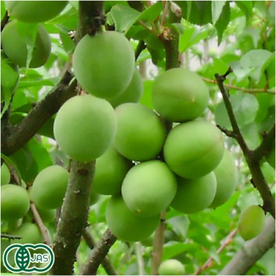 【予約商品・クール冷蔵便】 剣先梅(梅酒用) 秀品 5kg 有機JAS (福井県 よしむら農園) 産地直送