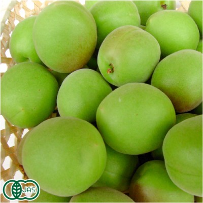 【予約商品・クール冷蔵便】 紅さし(梅干用) 秀品 5kg 有機JAS (福井県 よしむら農園) 産地直送
