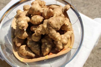 【クール冷蔵便】有機 菊芋 洗い 3kg 有機JAS (青森県 自然食ねっと青森株式会社) 産地直送