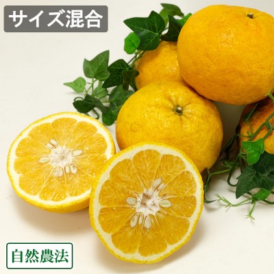 【数量限定・サイズ混合】 紀州かわの甘夏 10kg 自然農法 (和歌山県 泉農園) 産地直送