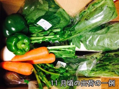 アグリパックM 自然農法 (青森 アグリメイト南郷) 野菜セット 産地直送