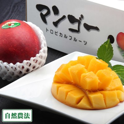【予約・クール冷蔵便】アーウィン 秀品2kg 自然農法 (沖縄県 沖縄マンゴー生産研究会) 産地直送 アップルマンゴー