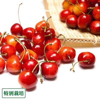 【ポイント2倍・予約】さくらんぼ 紅秀峰 500g 特別栽培 (山形県 森谷果樹園) 産地直送