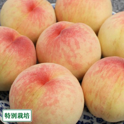 【予約・クール便・家庭用】桃 白鳳 2kg 特別栽培 (岡山県 エコファームmitani) 産地直送