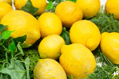 【無選別】広島県産(とびしま)レモン 10kg 無・無 (広島県 とびしま農園) 産地直送
