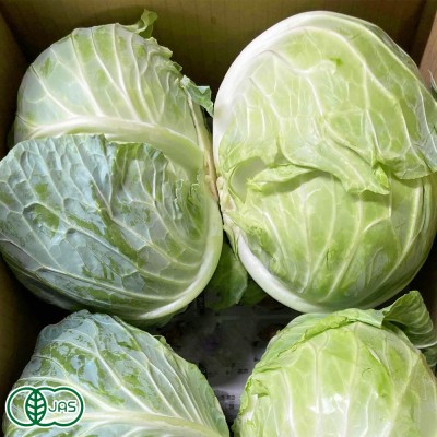 【クール冷蔵便】有機 キャベツ 4~5玉(5kg前後) 有機JAS (青森県 あおぞら農園) 産地直送
