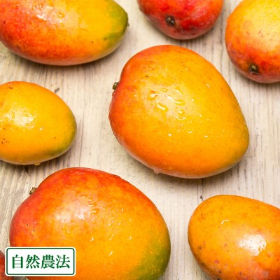 【予約商品】アーウィン小玉家庭用(ミニマンゴー) 約1kg 自然農法 (沖縄県 沖縄マンゴー生産研究会) 産地直送