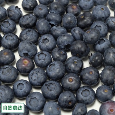 【予約・クール便・加工用】ブルーベリー 1kg 自然農法 (群馬県 月夜野ブルーベリー) 産地直送
