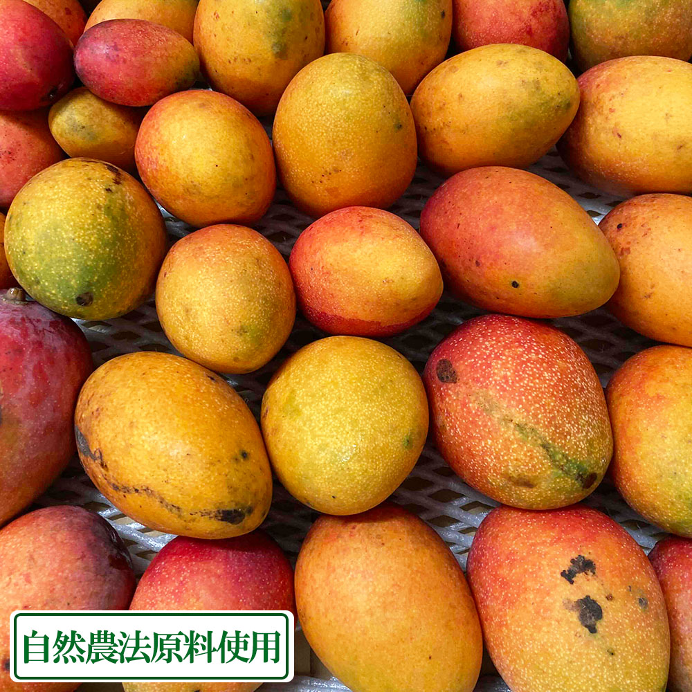 沖縄 訳あり家庭用ミニマンゴー 7kg クール便 【公式通販】