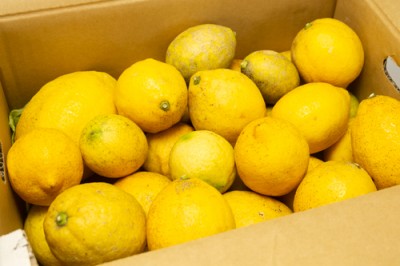 【無選別】広島県産(とびしま)レモン 3kg 無・無 (広島県 とびしま農園) 産地直送