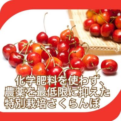 【ポイント2倍・予約】さくらんぼ 紅秀峰 1kg 特別栽培 (山形県 森谷果樹園) 産地直送