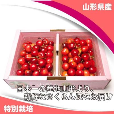 【ポイント2倍・予約】さくらんぼ 紅秀峰 1kg×2箱 特別栽培 (山形県 森谷果樹園) 産地直送