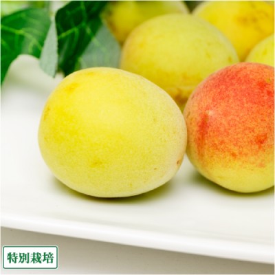 【予約・クール便】 梅干し用梅 4kg×2箱 特別栽培 (長野県 佐々木農園) 産地直送