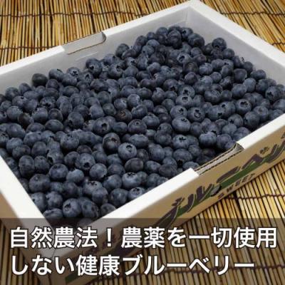 【予約・クール便・加工用】生ブルーベリー 2kg 自然農法 (青森県 アグリメイト南郷) 産地直送【クール料金込み】