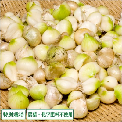 【セール】無臭にんにく 2kg 特別栽培 (青森県 須藤農園) 産地直送
