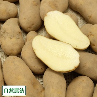 【AB品・サイズ混合】じゃがいも(北海こがね) 10kg 自然農法 (静岡県 大仁農場) 産地直送