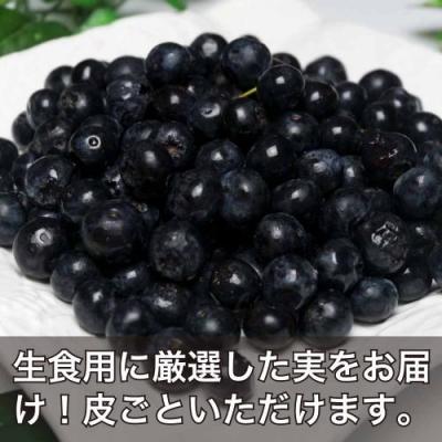 【予約・ポイント2倍・クール便】 有機 ブルーベリー 生食用 2kg 有機JAS (神奈川県小田原 広石農園) 産地直送